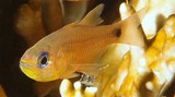 Taeniamia fucata Apogon à stries oranges Juvénile Nouvelle-Calédonie