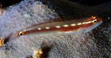 Eviota sebreei Sebree's dwarfgoby New Caledonia semi-translucent body with internal dark red to blackish mid-lateral stripe