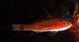 Trimma tevegae Cave pygmy-goby New Caledonia golden brown body color