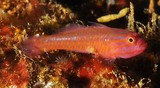 Trimma capostriatum coral reef fish Caudal fin with yellow to orange pigment