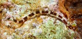Corythoichthys amplexus Poisson-aiguille à bandes des Fidji Syngnathinae Nouvelle-Calédonie découverte du millieu marin