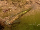 Poecilia reticulata Guppy poisson introduit en Nouvelle-Calédonie
