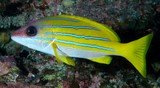 Lutjanus kasmira Perche à raies bleues Nouvelle-Calédonie poisson lagon récif