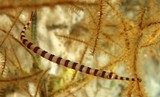 Dunckerocampus chapmani Syngnathe de Nouvelle-Calédonie anneaux brun rouge