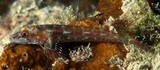 Ucla xenogrammus Long-jaw threefin New Caledonia  lower jaw protruding