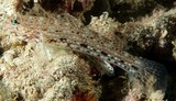 Istigobius decoratus Decorated sandgoby fish New Caledonia Color highly variable