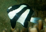 Dascyllus aruanus Pomacentrinae Pomacentridae Perciformes Actinopterygii Demoiselle à trois bandes noires description biotope lagon récif