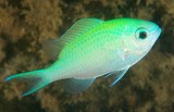 Chromis viridis Demoiselle bleu-vert Nouvelle-Calédonie poisson du lagon