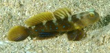 Cryptocentrus fasciatus Y-bar shrimp goby​ New Caledonia Underwater picture lagoon