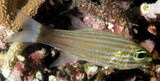 Cheilodipterus artus Wolf cardinalfish New Caledonia Apogon lines