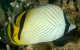 Chaetodon vagabundus Poisson-papillon vagabond Nouvelle-Calédonie plongée sous-marine dans le lagon