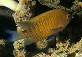 Cheiloprion labiatus Biglip damselfish New Caledonia extremely large and thick lips fish