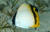 Chaetodon vagabundus Vagabond butterflyfish New Caledonia scuba diving marine fauna