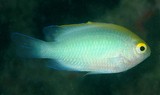 Pomacentrus aurifrons Goldhead Damsel New Caledonia small fish yellow head