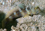 Cryptocentrus fasciatus Y-bar shrimp goby New Caledonia
