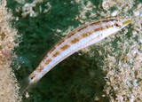 Suezichthys devisi Australian slender-wrasse juvenile New Caledonia dark spot on the tailbase