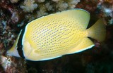 Chaetodon citrinellus Papillon tacheté Nouvelle-Calédonie poisson jaune point noir