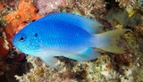 Pomacentrus pavo Demoiselle saphir poisson bleu Nouvelle-Calédonie plongée sous-marine