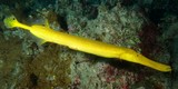 Aulostomus chinensis Asian Trumpetfish yellow body New Caledonia lagoon reef aquarium diving
