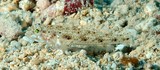Arcygobius baliurus Gobie à queue tachetée Nouvelle-Calédonie famille Gobiidae