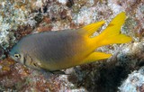 Neoglyphidodon nigroris Yellowfin damsel New Caledonia fish identification