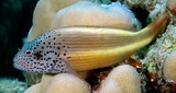 Paracirrhites forsteri Blackside hawkfish New Caledonia