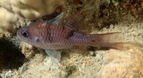 Pristicon trimaculatus Three-spot cardinalfish New Caledonia Nocturnal species