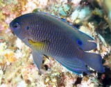 Pomacentrus Vaiuli Demoiselle à points bleus Nouvelle-Calédonie poisson plongée sous-marine