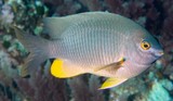 Plectroglyphidodon gascoynei Coral Sea gregory New Caledonia fish
