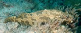 Epinephelus fuscoguttatus Mérou marbré brun Nouvelle-Calédonie poisson pêche lagonnaire