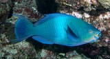 Scarus altipinnis Mini-fin parrotfish New Caledonia Colouration changes with growth