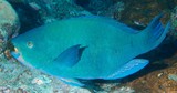 Scarus altipinnis Filamentfinned parrotfish New Caledonia two blue-green bars on the chin