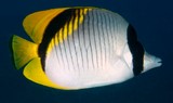 Chaetodon lineolatus Lined butterflyfish New Caledonia dorsal caudal and anal fins are bright yellow