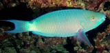 Scarus xanthopleura poisson-perroquet à menton bleu Nouvelle-Calédonie Iles Loyauté Lifou