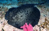 Taeniurops meyeni Grande raie du récif Nouvelle-Calédonie nombreuses taches noires