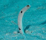 Heteroconger hassi Spotted garden eel New Caledonia sand bottom fish