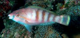 Scarus longipinnis Highfin parrotfish New Caledonia Parrot fish subadult