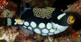 Balistoides conspicillum Clown triggerfish New Caledonia Underwater photography most difficult fish