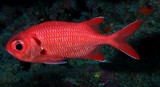 Myripristis pralinia Poisson-soldat rouge Nouvelle-Calédonie corps de couleur rouge clair