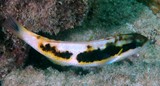 Thalassoma nigrofasciatum Blackbarred Wrasse New Caledonia caudal fin is truncate in young individuals