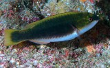 Scarus chameleon Chameleon parrotfish New Caledonia female Inital phase