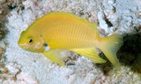 Pomacentrus amboinensis Pallid damsel-fish Pomacentrinae Pomacentridae Perciformes New Caledonia fish
