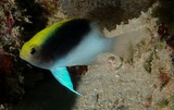 Chrysiptera rollandi Blue-head damsel New Caledonia fish lagoon reef
