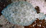 Bothus mancus Turbo à ocelles bleus tropical Nouvelle-Calédonie poisson lagon biodiversité faune marine