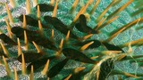 Siphamia majimai Striped siphonfish inside Acanthaster New Caledonia