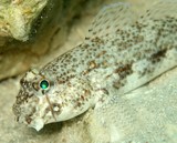 Gnatholepis anjerensis Yellowspot goby New Caledonia sand fish