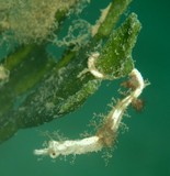 Acentronura breviperula Pseudo-hippocampe pigmée à petite poche Nouvelle-Calédonie syngnathe poilu