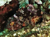 Parascorpaena picta Painted scorpionfish New Caledonia generally mottled reddish brown