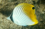 Chaetodon auriga poissons papillons de Nouvelle-Calédonie juvénile aquarium