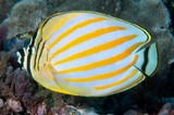 Chaetodon ornatissimus Ornate butterflyfish New Caledonia fish orange bars